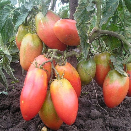 Насіння Томата Балеріна (0.15г), фото 1