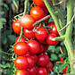 Насіння Томата Барбарис F1 (0.15г), фото 2