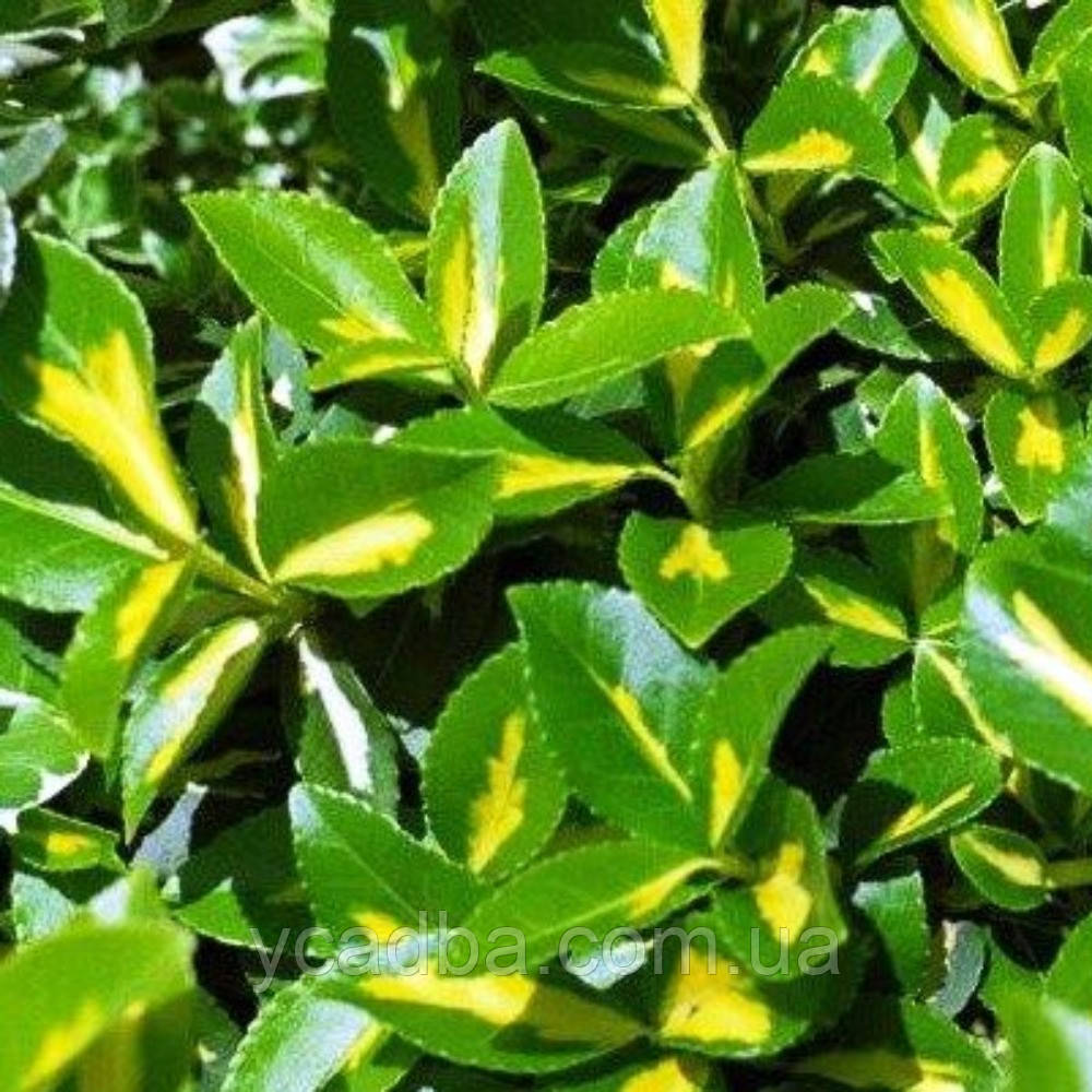 Бруслина Сан Спот (горшик 0,5л), фото 1