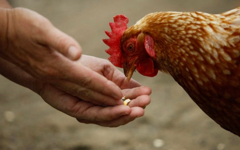 Розробка раціональних кормових програм для птиці (інформація в фізичному форматі,відправка поштою), фото 1