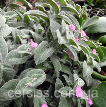 Традесканція Сіламонтана кімнатна рослина Tradescantia sillamontana