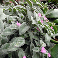 Традесканція Сіламонтана кімнатна рослина Tradescantia sillamontana