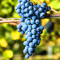 Виноград Августа винный