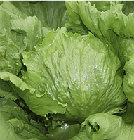 Насіння Салат Айсберг 5 г.