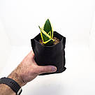 Тканинні горщики для розсади Grow Bag 400-600 мл (0,6 л) — діаметр 8 см, фото 7