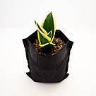 Тканинні горщики для розсади Grow Bag 400-600 мл (0,6 л) — діаметр 8 см, фото 8