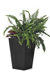 Прямокутний горщик RATTAN PLANTER S 23,6L графіт (Keter) - фото 2 - id-p2111200223