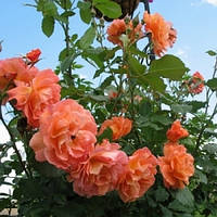 Саджанці плетистої троянди Цезар (Rose Cesar)