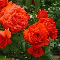 Саженцы розы плетистой Кармен (Starlet Rose Carmen)