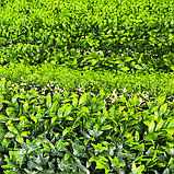 Декоративне зелене покриття-фітостіна "Мультіелемент", Engard 100х100 см (GCK-30), фото 2