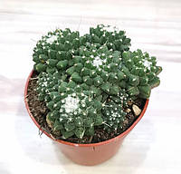 Маммилярия Mammillaria polythele Кактус Суккулент Комнатное растение