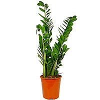 Замея Комнатное Растение ±60 см (разные размеры)