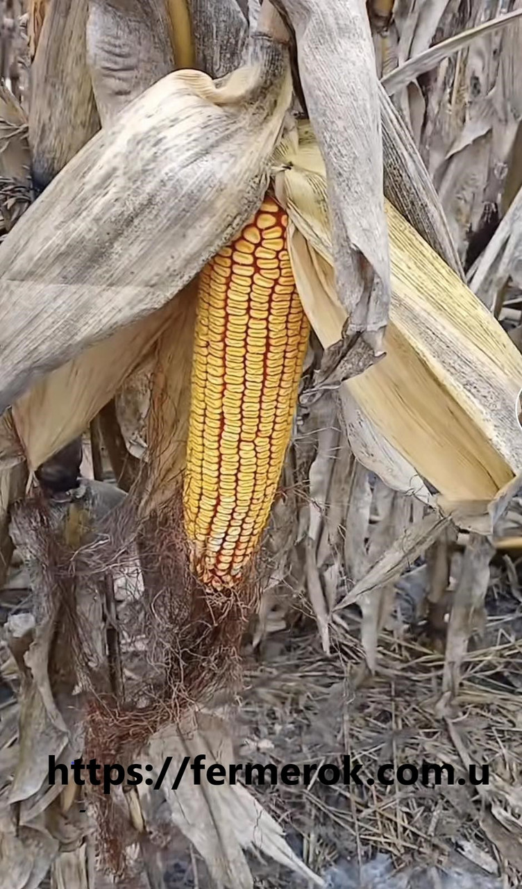 Кукурудза гібрид Солонянська F1, фото 1