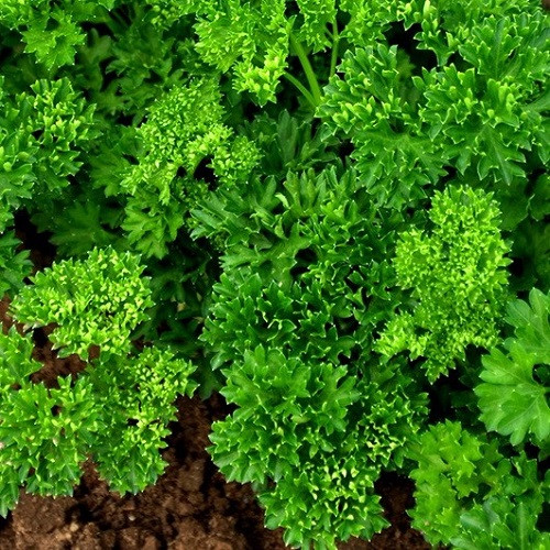 Насіння Петрушки Парамоунт кучерявий (3г), фото 1