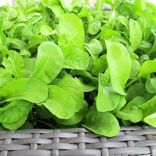 Насіння Рукколи Пасьянс F1 (1 г), фото 1