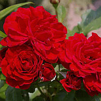 Штамбовая роза Нина Вейбул (Nina Weibull)