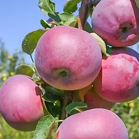 Яблуко Вільямс Прайд