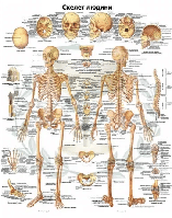 Анатомічний плакат Скелет людини 50*64.5 см
