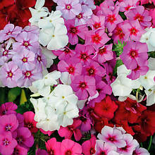 Насіння флокса