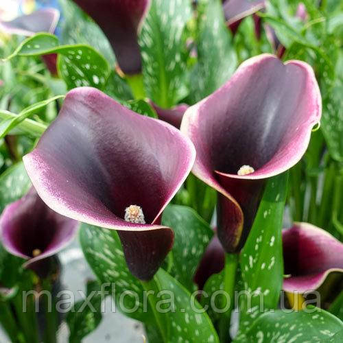 Калла Dubai Nights 6/8, фото 1