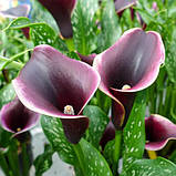 Кала Dubai Nights 08/10, фото 7