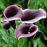 Калла Dubai Nights 6/8, фото 2