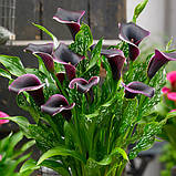 Кала Dubai Nights 08/10, фото 6