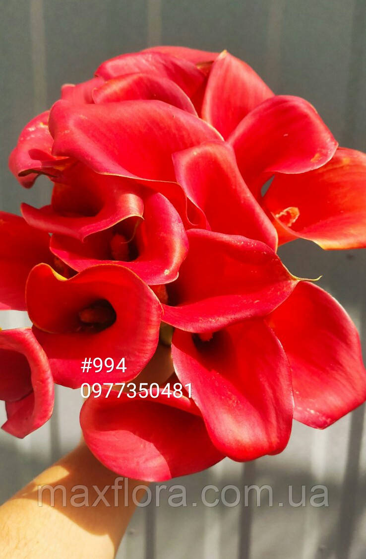 Калла Bloody Mary, фото 1