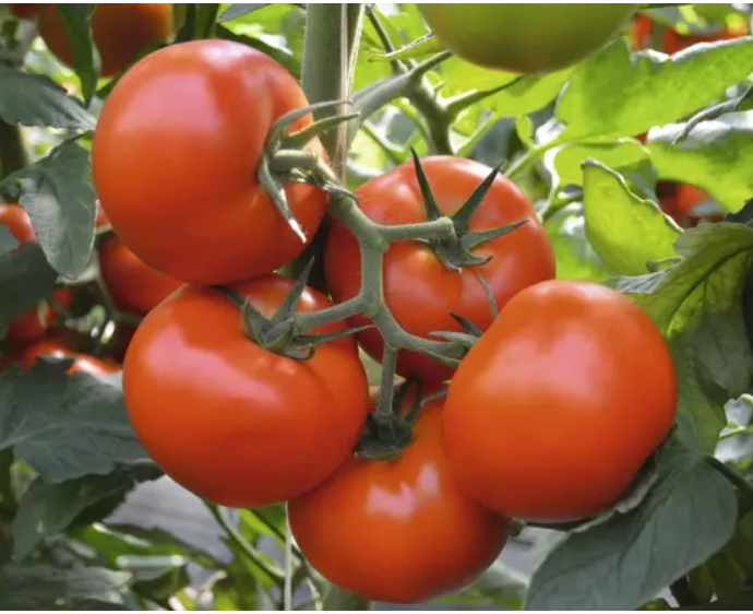 Насіння Томат високорослий великоплідний "Тобольськ"F1 8 шт.