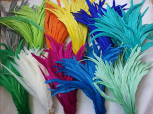 Пір'я півня