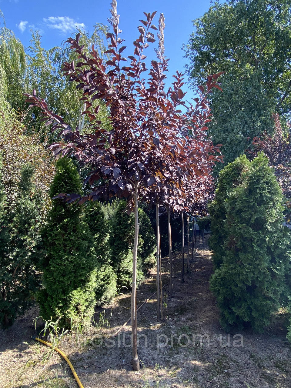 Черемуха виргинская (prunus virginiana) «Shubert»/Stam 150-165 см/НО 15 см/ком - фото 3 - id-p2112313688