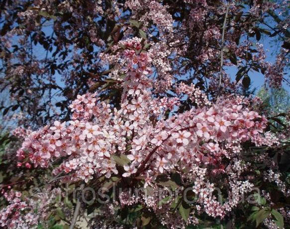 Черемуха виргинская (prunus virginiana) «Shubert»/Stam 150-165 см/НО 15 см/ком - фото 4 - id-p2112313688