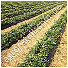 Плівка для мульчування чорна 40 мкм ширина 1.2 м 36 місяці на метраж Планета Пластик, фото 6