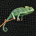 Chameleon.com.ua