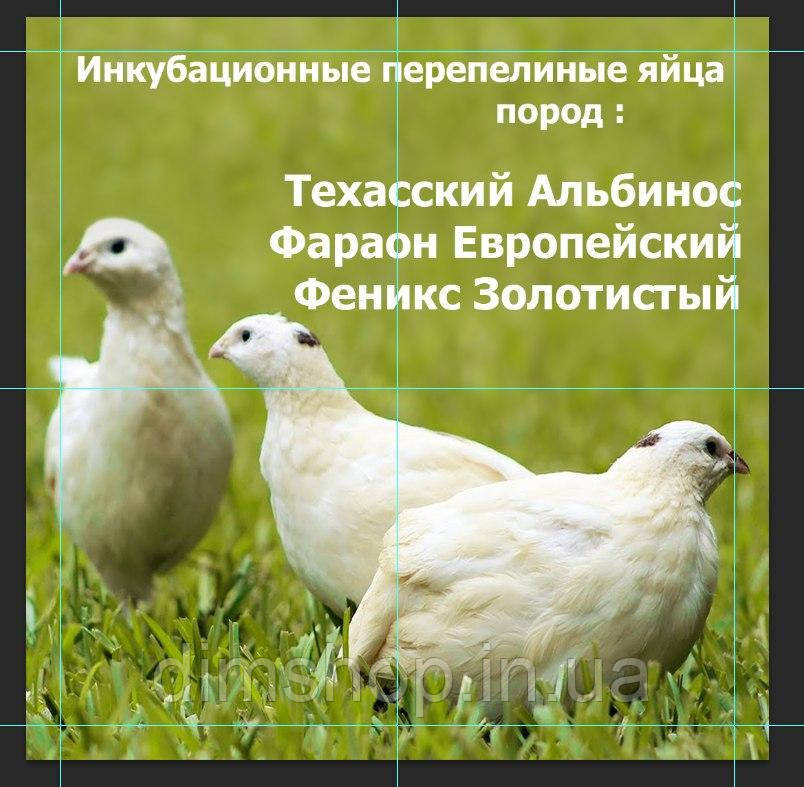 Клетки для перепелов-несушек с системой ниппельного поения на 40 голов, длина 1 м - фото 5 - id-p2112421328