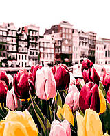 Картина по номерам Цветочный Амстердам 40*50 (LW3082)
