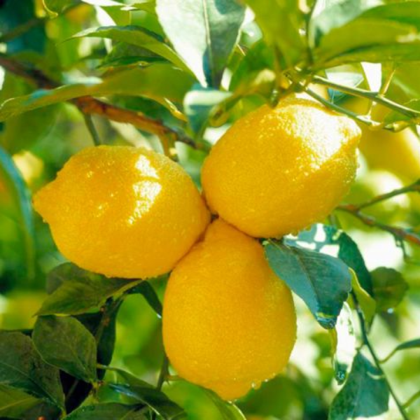 Саджанці лимона «Павловський» - 1-річний Садовий Розмай (шт)