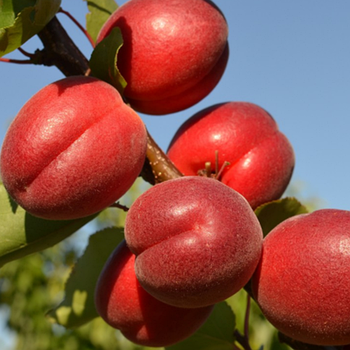 Саджанці абрикоса «Рубіста» (Rubista) — 1-річний Садовий Розмай (шт)