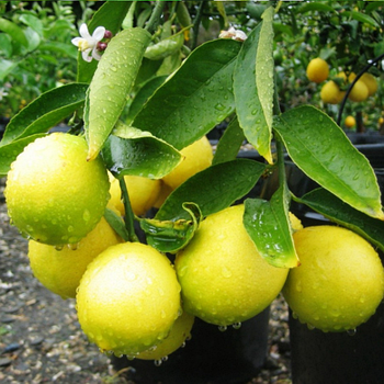 Саджанці лимона «Улюбленець» Садовий Розмай (шт)
