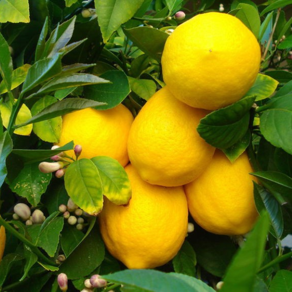 Саджанці лимона «Солодкий пунш» - 1-річний Садовий Розмай (шт)