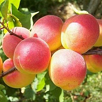 Саджанці абрикоса «НЖА 19» (NGA-19) - 1-річний Садовий Розмай (шт)