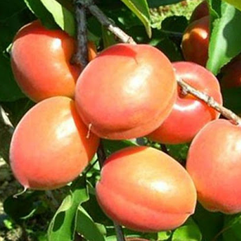 Саджанці абрикоса «Медиабель» - 2-річний Садовий Розмай (шт)
