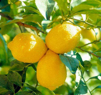 Саджанці лимона «Ківський Великоплідний» Садовий Розмай (шт)