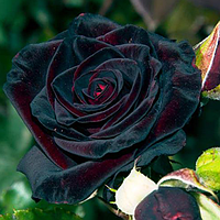 Саджанці троянд «Блек Баккара» (чайно-гібридних) ЗКС Садовий Розмай (шт)
