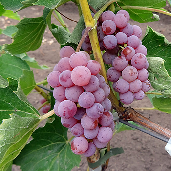 Саджанці винограду «Сомерсет сідліс» — 2-річний Садовий Розмай (шт)