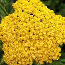 Насіння деревію (ахіллею)