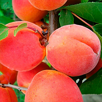 Саджанці абрикоса «Харкот» - 1-річний Садовий Розмай (шт)