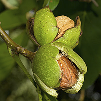 Саджанці грецького горіха «Туларе» - 3-річний Садовий Розмай (шт)