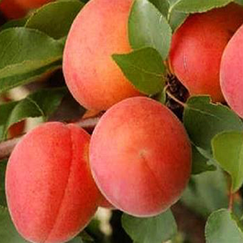 Саджанці абрикоса «Фарлис» - 2-річний Садовий Розмай (шт)