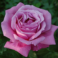 Саджанці троянд «Блю Парфуми» (чайно-гібридних) ЗКС Садовий Розмай (шт)